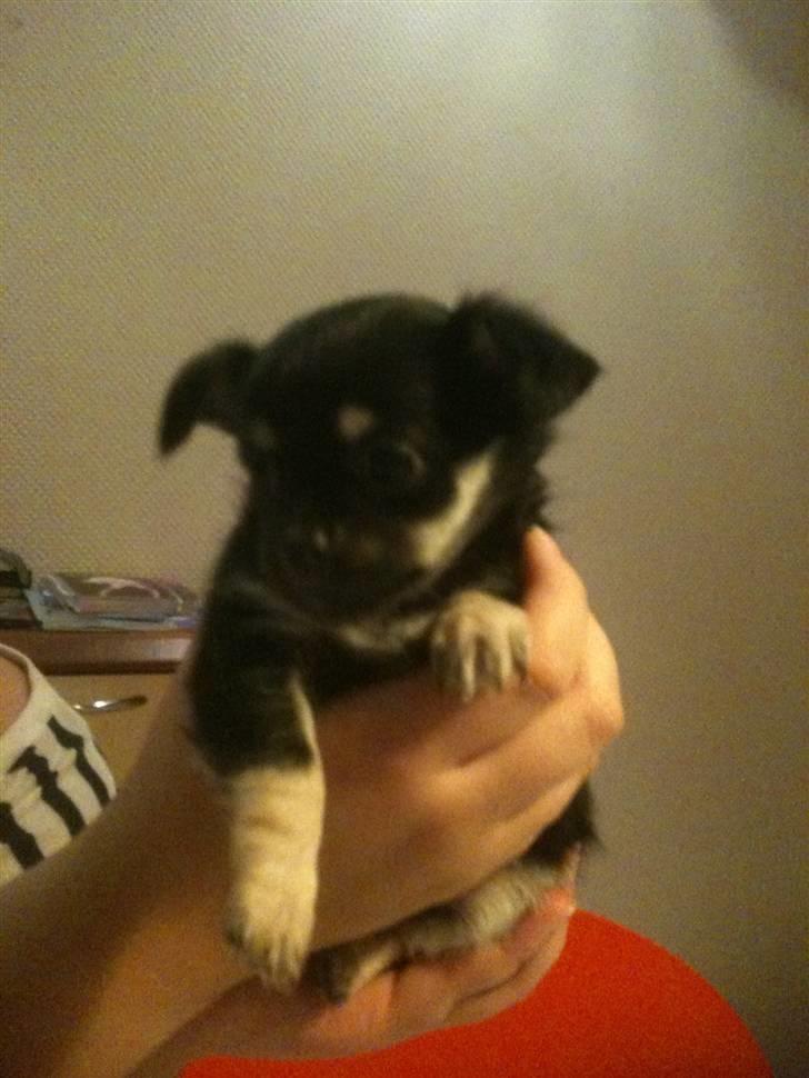 Chihuahua Belle billede 2