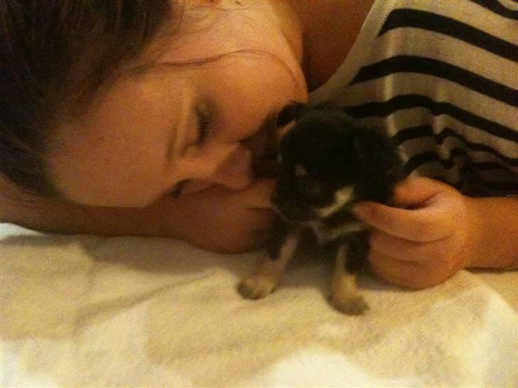 Chihuahua Belle billede 3