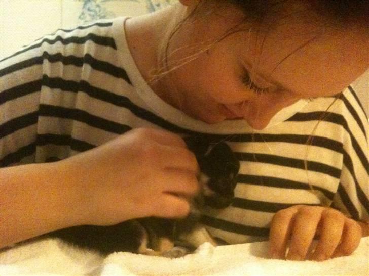 Chihuahua Belle billede 4