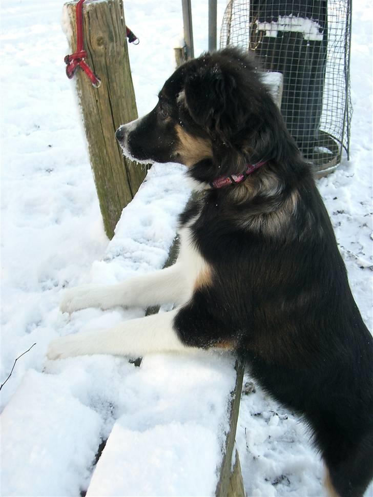 Border collie Bella billede 1