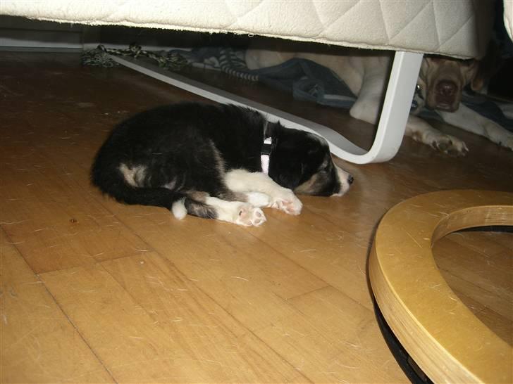 Border collie Bella billede 2