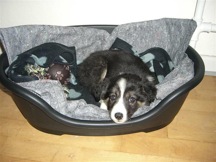 Border collie Bella billede 3