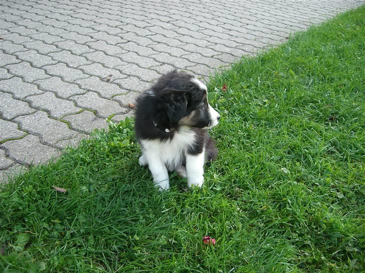 Border collie Bella billede 4