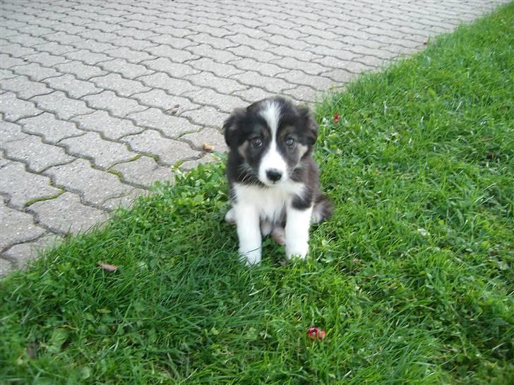 Border collie Bella billede 5