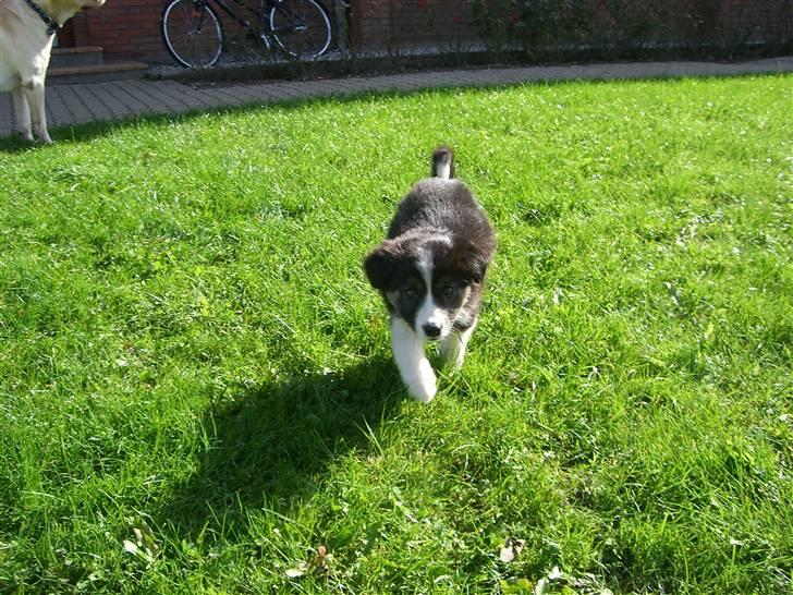 Border collie Bella billede 6