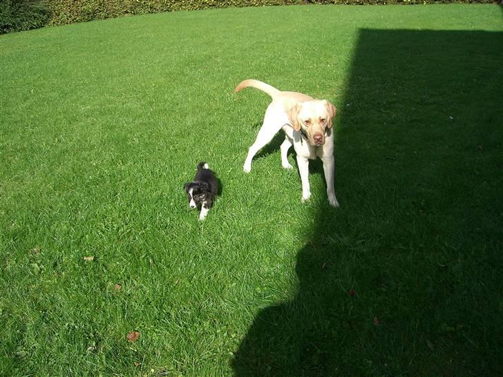 Border collie Bella billede 7