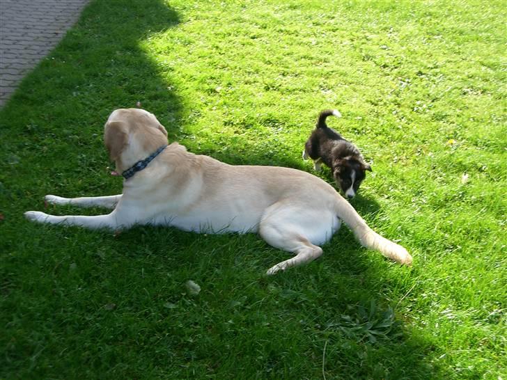 Border collie Bella billede 8