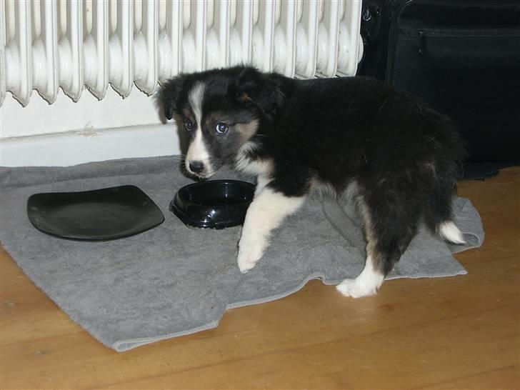 Border collie Bella billede 9