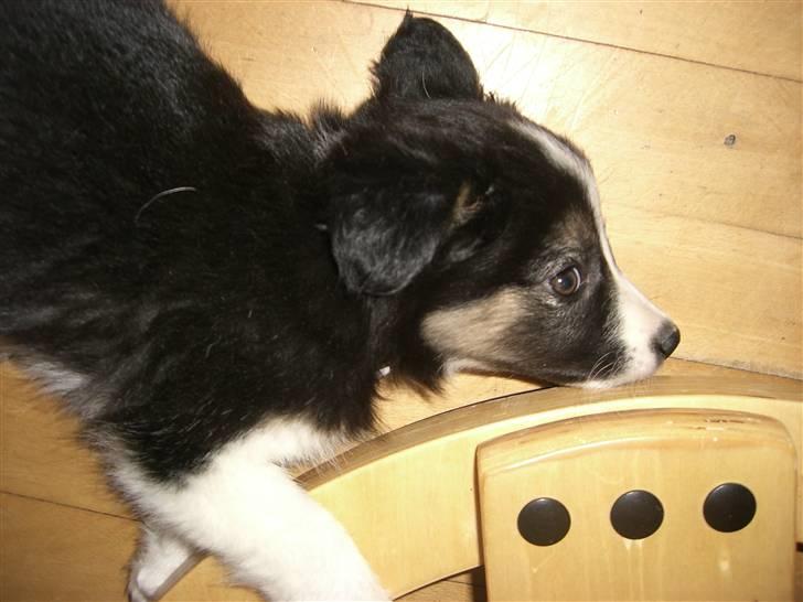Border collie Bella billede 10