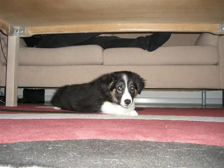 Border collie Bella billede 11