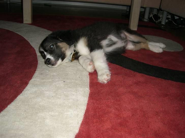 Border collie Bella billede 12