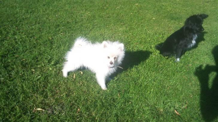 Pomeranian Saby:) (MIN) billede 11