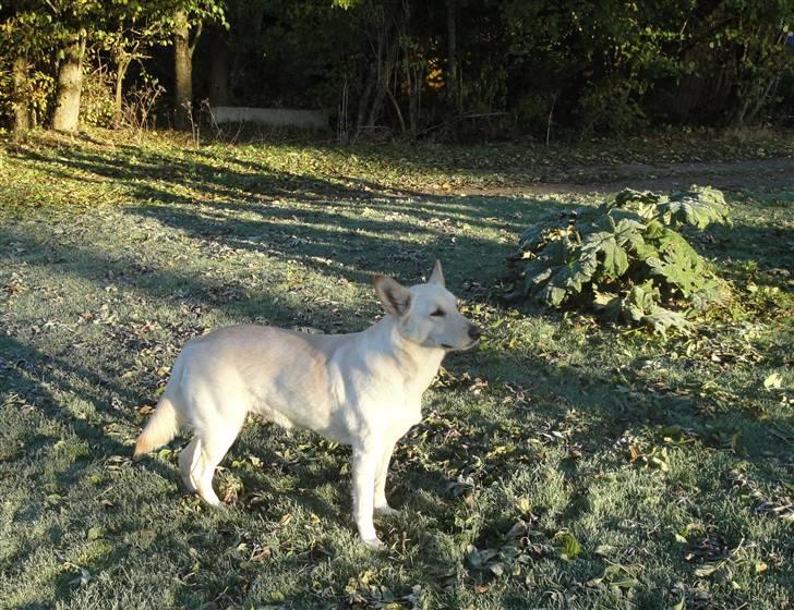Hvid schæfer Dolly - Finder lige ud af om der er nye dufte i den kolde morgenluft 17 okt. 2010 billede 19