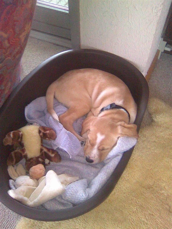 Dalmatiner Labrador Sir. Taurus II LØVEN II billede 13