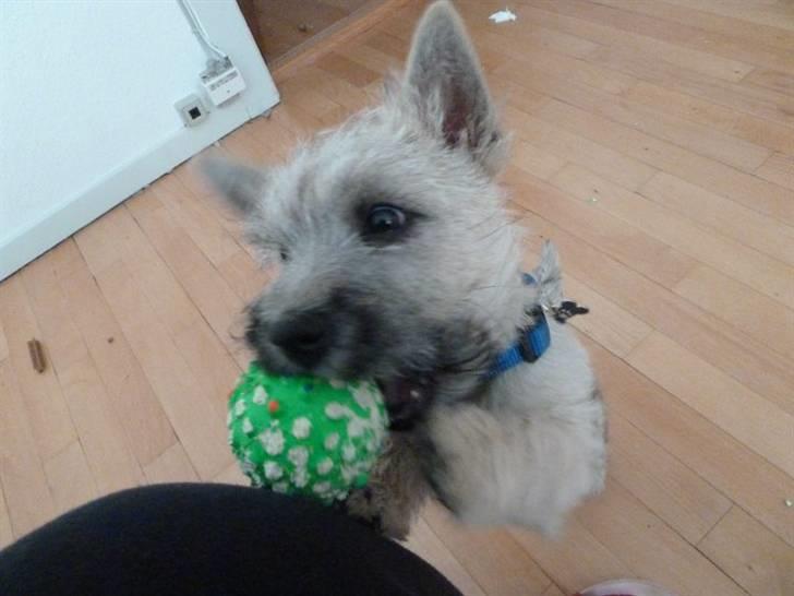 Cairn terrier Mika - Leg med mig billede 6