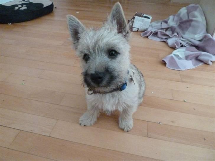 Cairn terrier Mika - Sker der snart noget ? billede 7