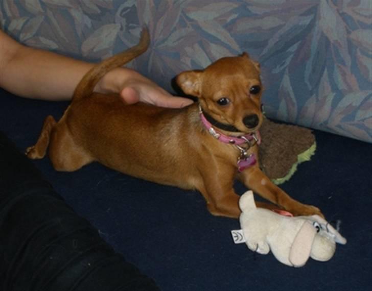 Blanding af racer Bibi - Bibi 11 md billede 1