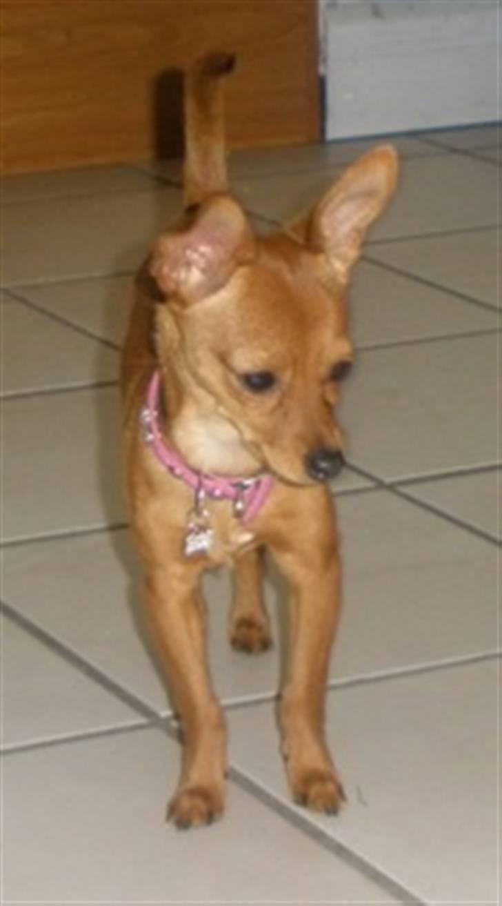 Blanding af racer Bibi - 7 md. Lille og klejn i sit nye hjem 11 juni 2010  billede 2