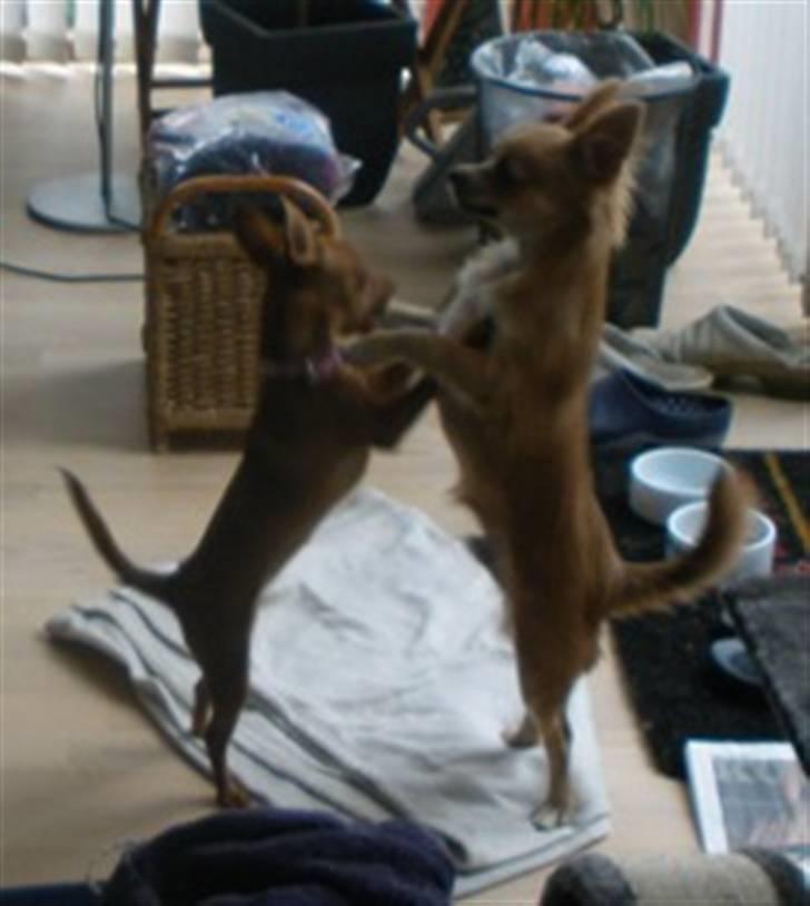 Blanding af racer Bibi - Her er jeg med faren "Oliver" til mine kommende hvalpe  billede 4