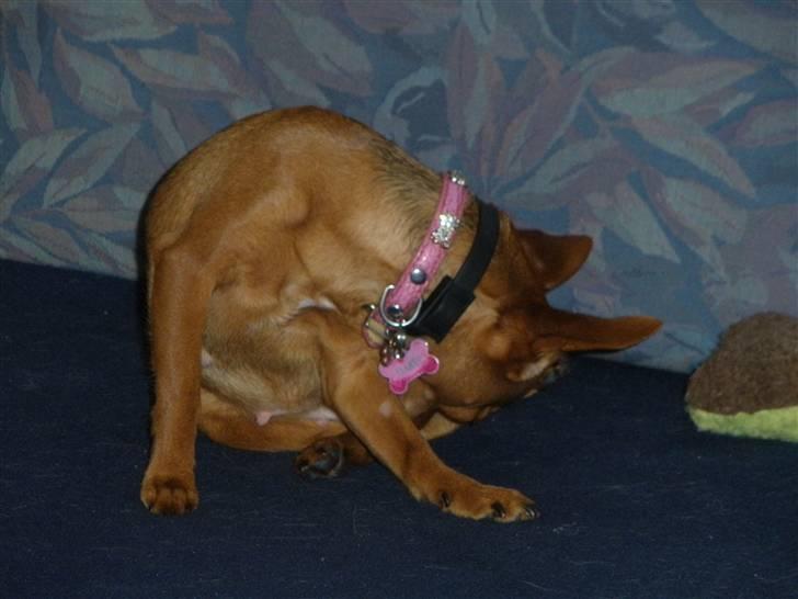 Blanding af racer Bibi - Kan ikke forstå at jeg er blevet så gumpe tung rumoen vil ikke følge med op på sofaen billede 5