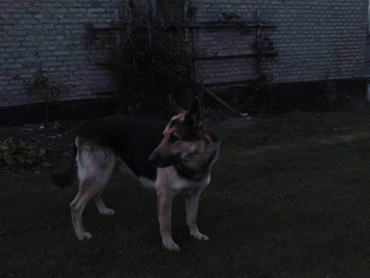 Schæferhund Basse billede 1