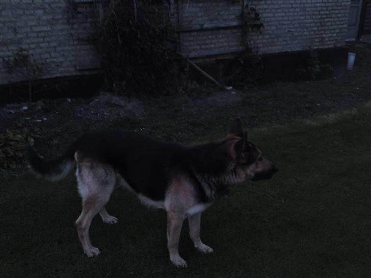 Schæferhund Basse billede 2