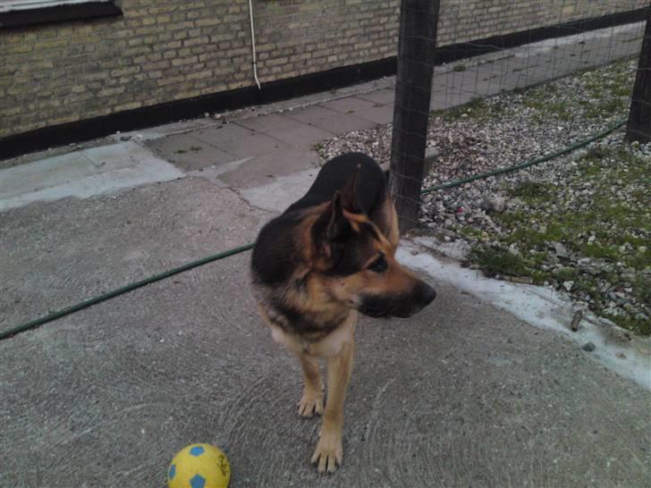 Schæferhund Basse billede 4