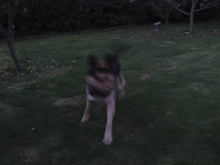 Schæferhund Basse billede 5