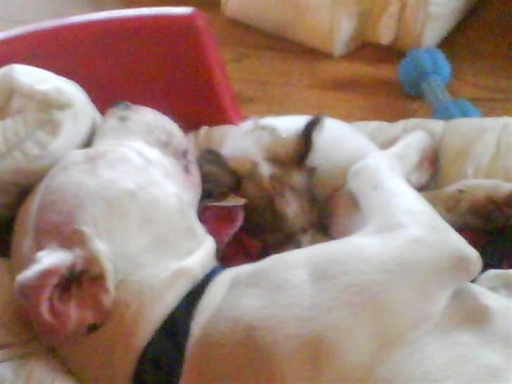 Chihuahua Diva - så søde de er når de sover :) billede 3