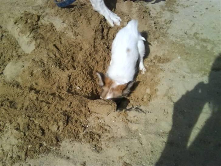 Chihuahua Diva billede 4