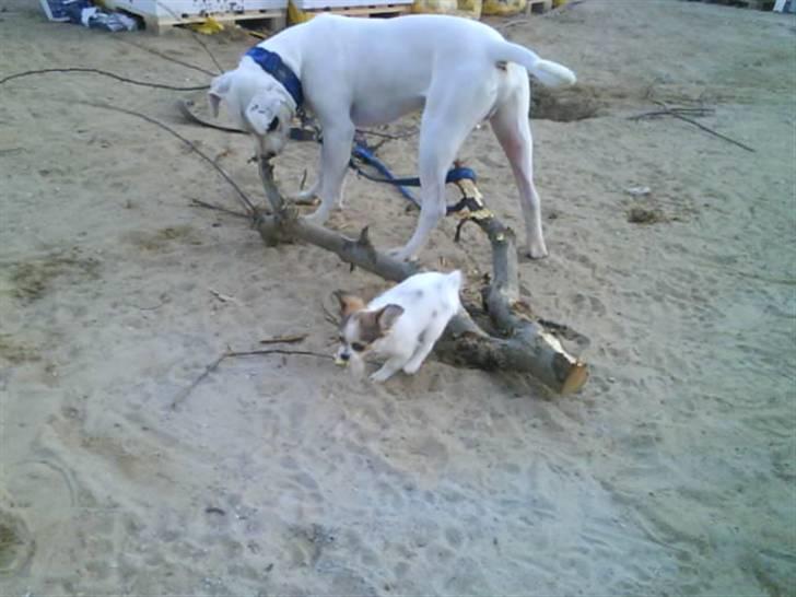 Chihuahua Diva billede 5