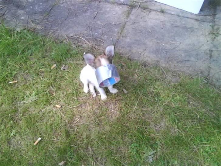 Chihuahua Diva - hun stjal gaffatapen  billede 6