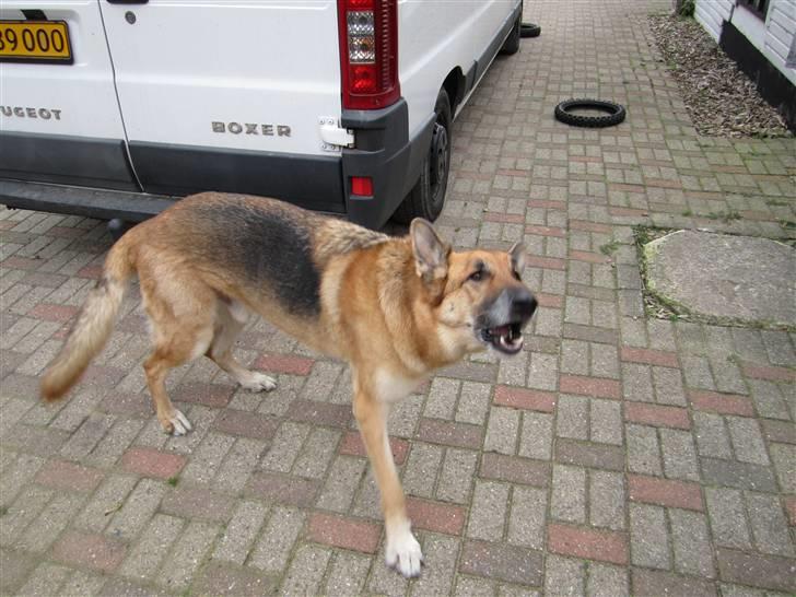 Schæferhund Shaggy billede 9