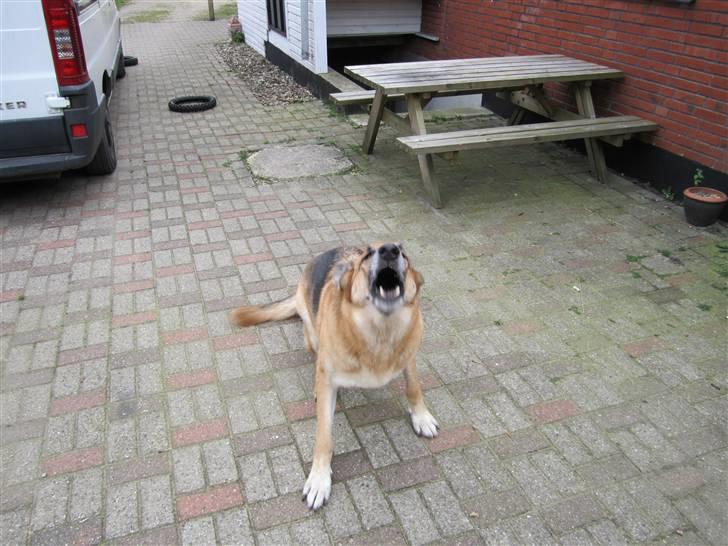 Schæferhund Shaggy billede 10