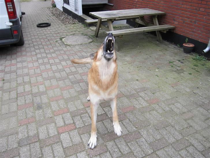 Schæferhund Shaggy billede 11