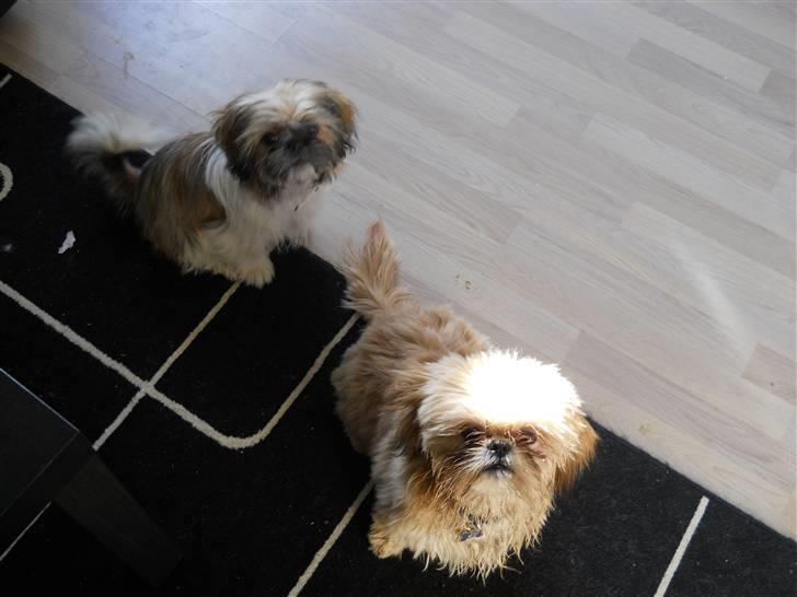 Shih tzu Junior billede 8