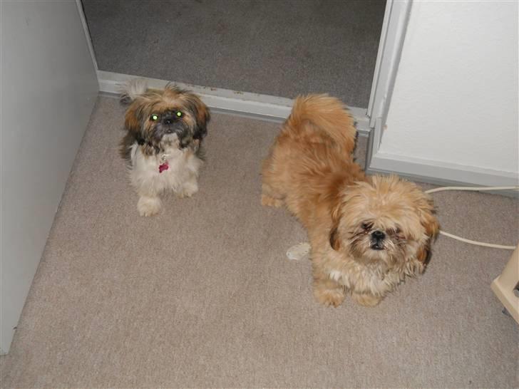 Shih tzu Junior billede 9