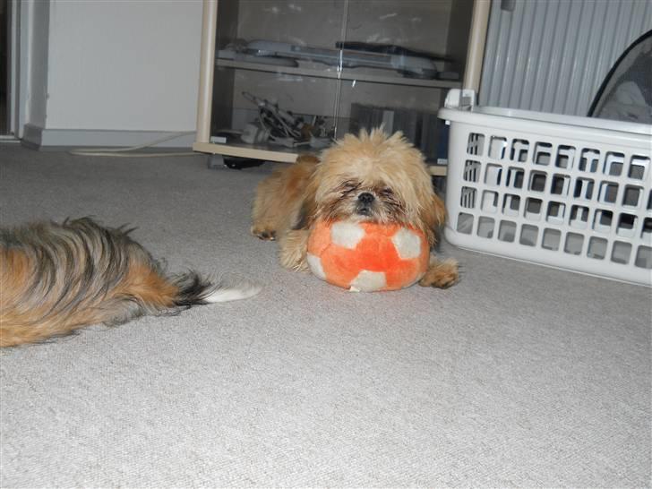 Shih tzu Junior billede 10