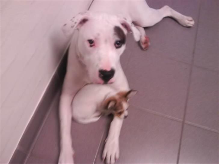 Chihuahua Diva - hos dyrlægen billede 7