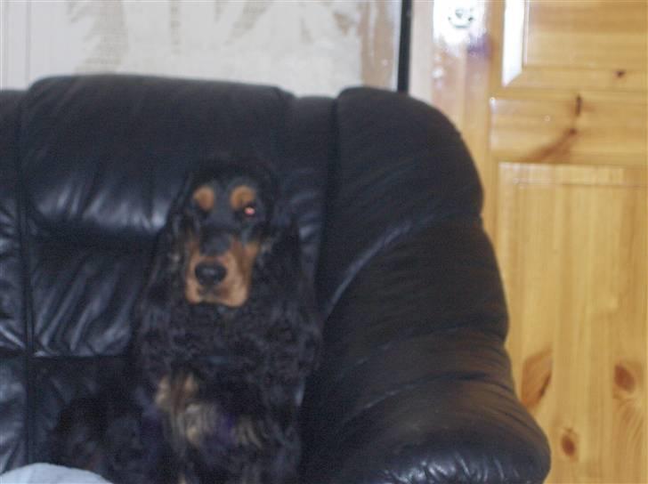 Cocker spaniel hardy billede 1