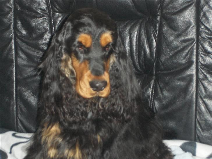 Cocker spaniel hardy billede 2