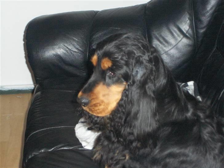 Cocker spaniel hardy billede 3