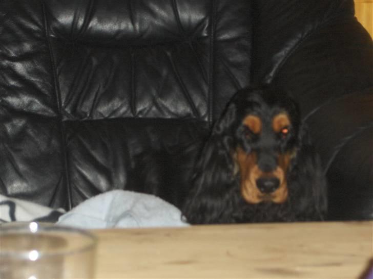 Cocker spaniel hardy billede 4