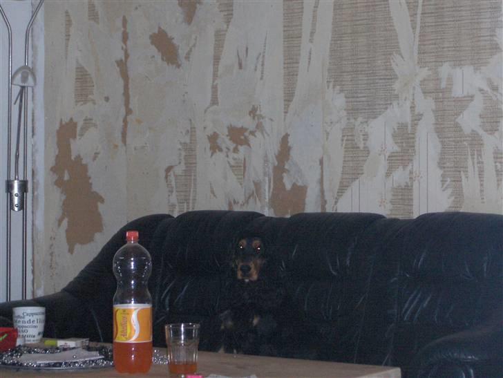 Cocker spaniel hardy billede 5