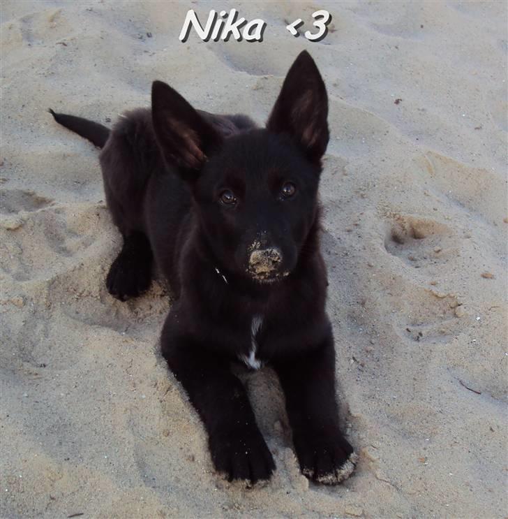 Blanding af racer Nika - *Givet væk* billede 1