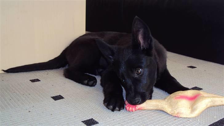 Blanding af racer Nika - *Givet væk* billede 2