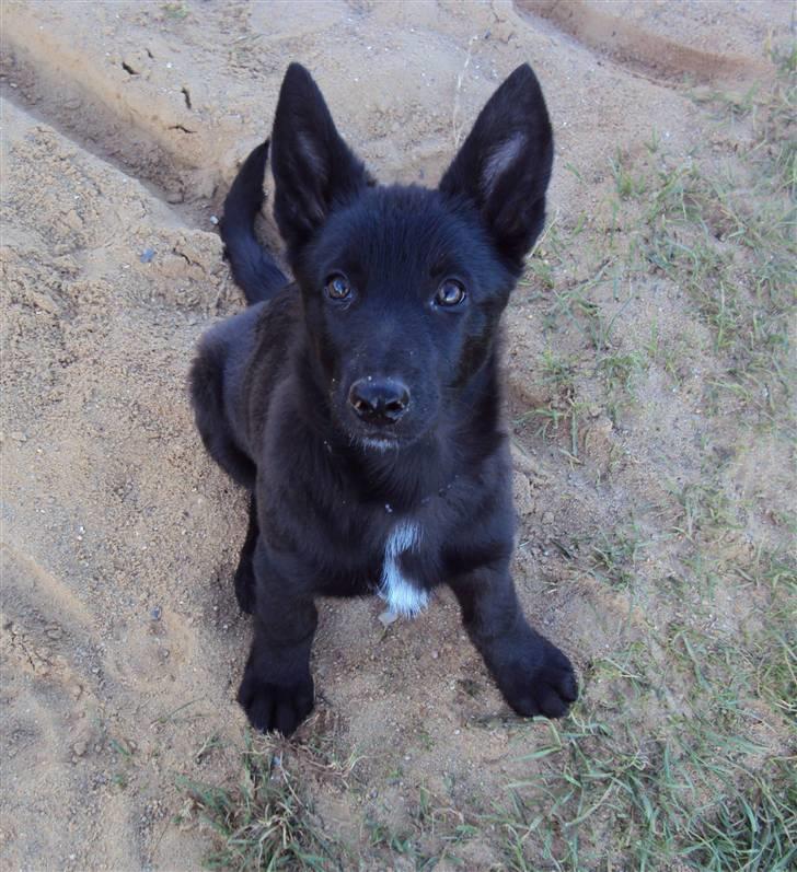 Blanding af racer Nika - *Givet væk* billede 3