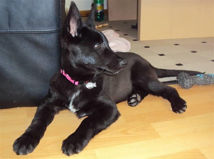 Blanding af racer Nika - *Givet væk* billede 4