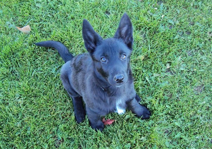 Blanding af racer Nika - *Givet væk* billede 5