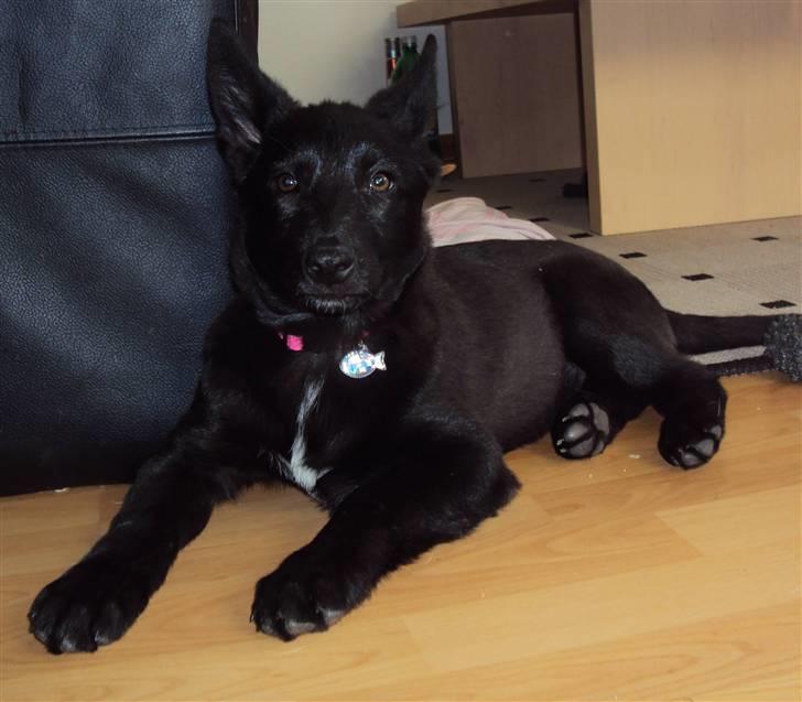 Blanding af racer Nika - *Givet væk* billede 6